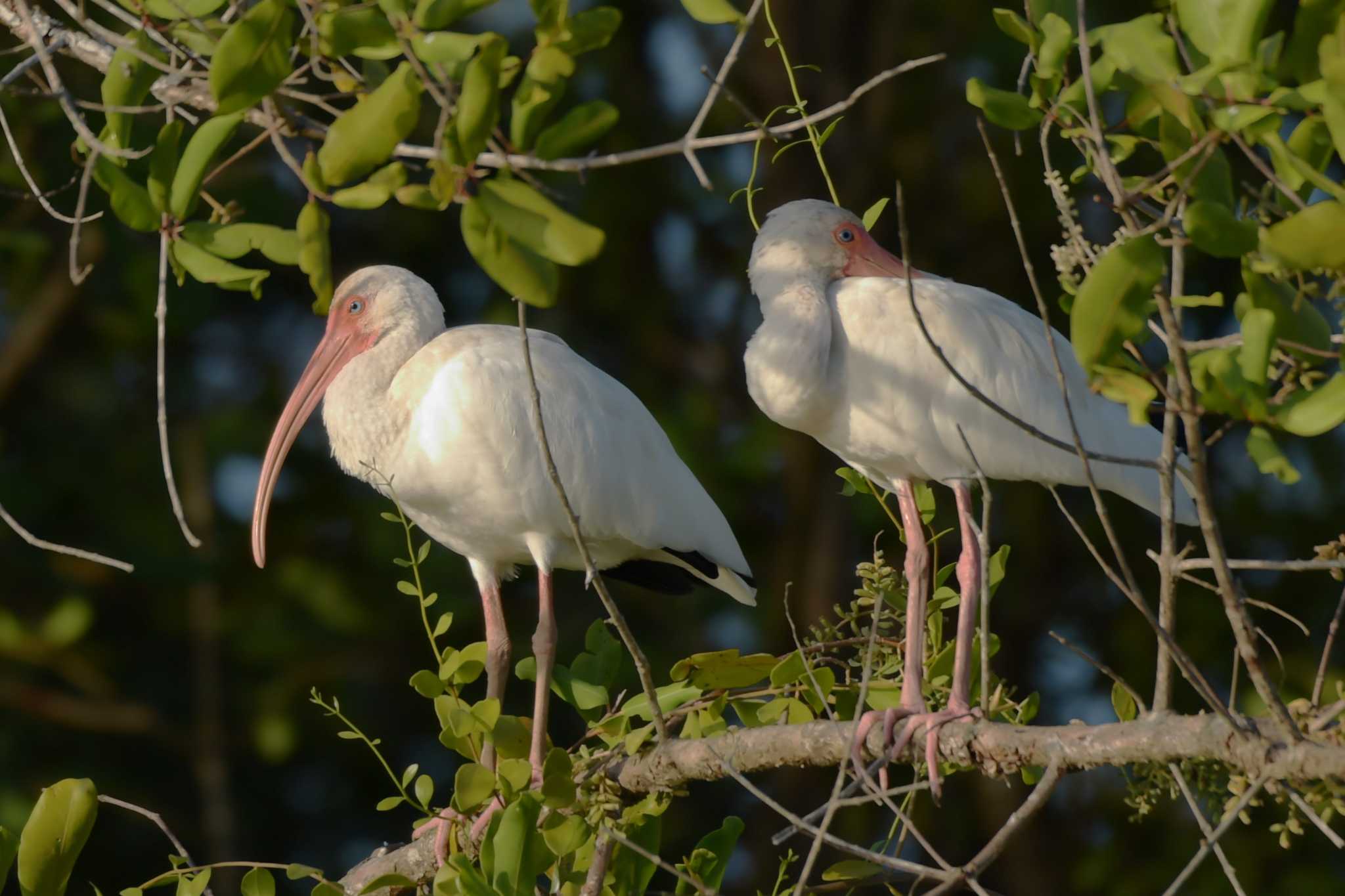 American White Ibis