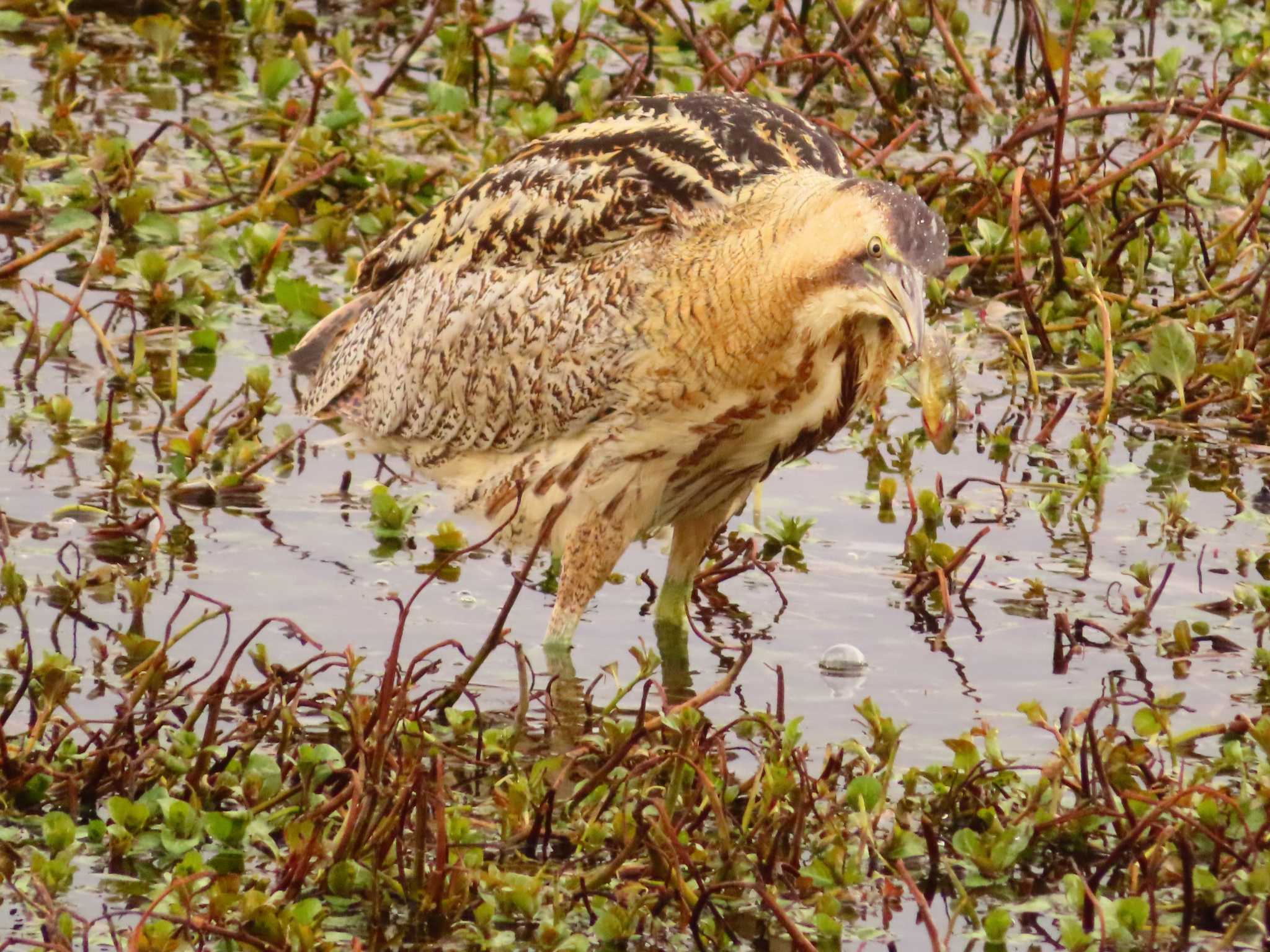 Photo of Eurasian Bittern at 伊庭内湖 by ゆ