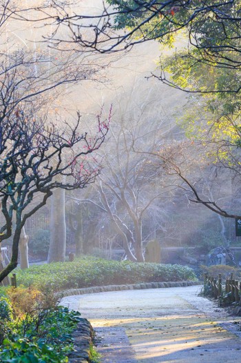 未同定 東高根森林公園 2024年3月9日(土)