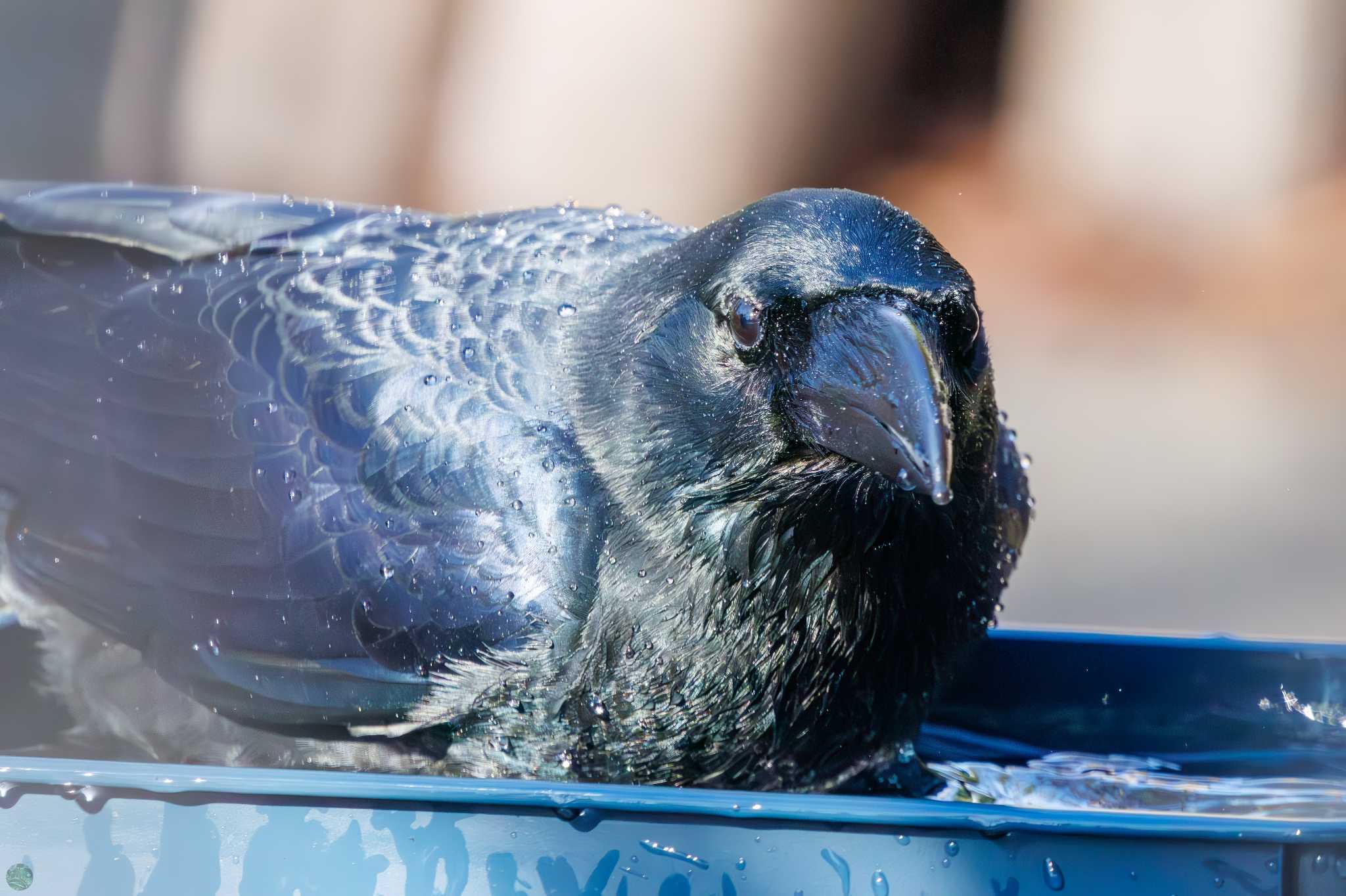 Large-billed Crow