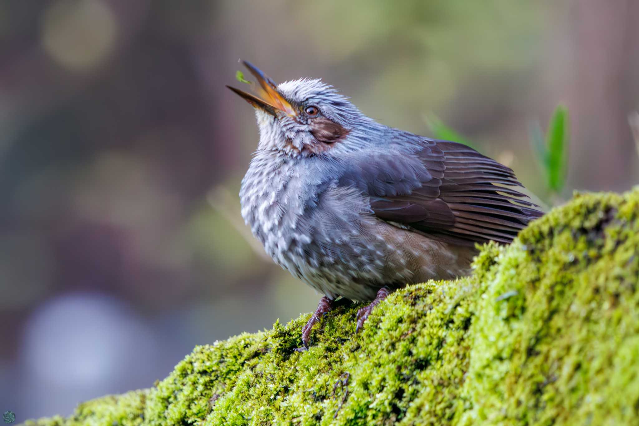 Brown-eared Bulbul