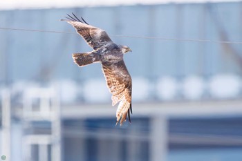 2024年3月9日(土) 江戸川河川敷の野鳥観察記録