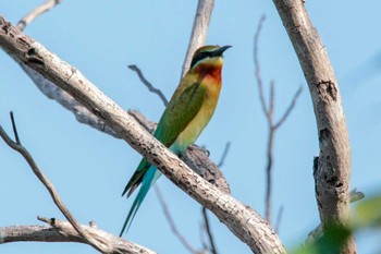 Blue-tailed Bee-eater Muang Boran Fish Pond Wed, 12/5/2018