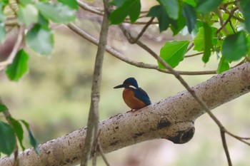 カワセミ 六義園 2024年3月19日(火)