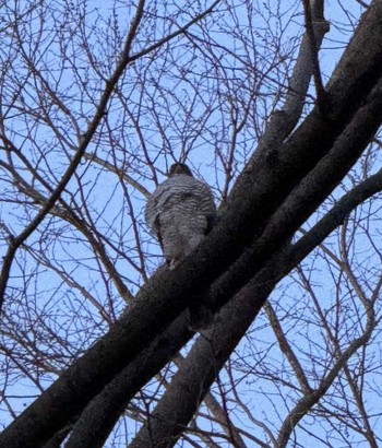 Japanese Sparrowhawk MFχ(23区西部) Fri, 3/22/2024