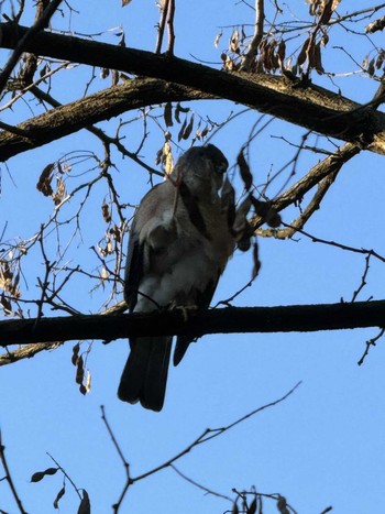 Japanese Sparrowhawk MFχ(23区西部) Fri, 3/22/2024