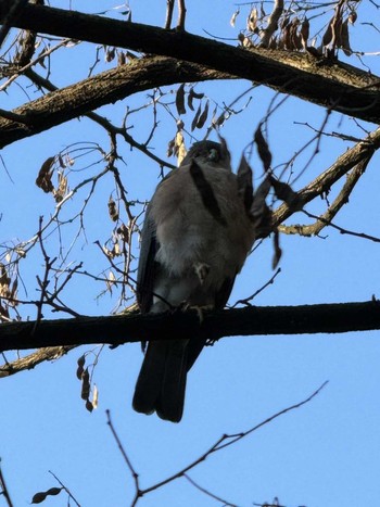 Japanese Sparrowhawk MFχ(23区西部) Fri, 3/22/2024