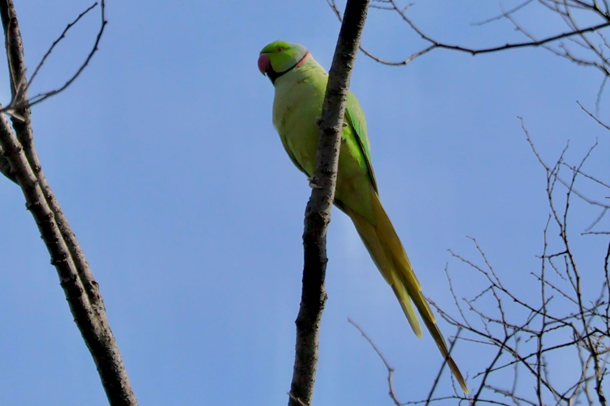 Photo of Indian Rose-necked Parakeet at Rikugien Garden by カバ山PE太郎