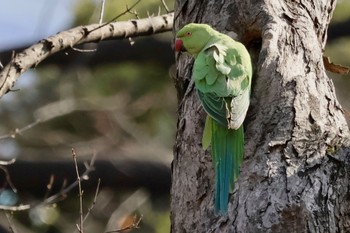 Indian Rose-necked Parakeet Rikugien Garden Tue, 3/19/2024