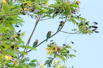 Blue-tailed Bee-eater Muang Boran Fish Pond Wed, 12/5/2018