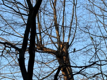 Indian Rose-necked Parakeet MFχ(23区西部) Fri, 3/22/2024