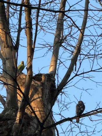 Indian Rose-necked Parakeet MFχ(23区西部) Fri, 3/22/2024