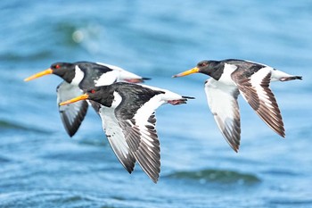 Eurasian Oystercatcher Sambanze Tideland Sun, 3/17/2024