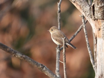 Red-breasted Flycatcher まつぶし緑の丘公園 Fri, 1/5/2024