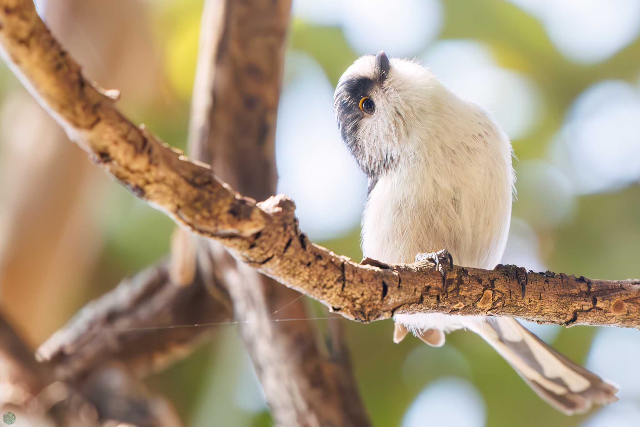 Long-tailed Tit