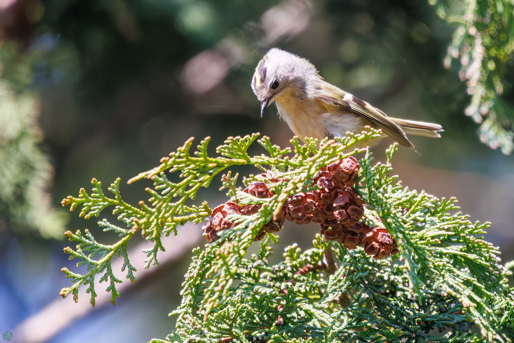 Goldcrest