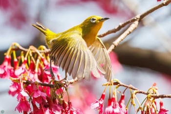 メジロ 小石川植物園 2024年3月16日(土)