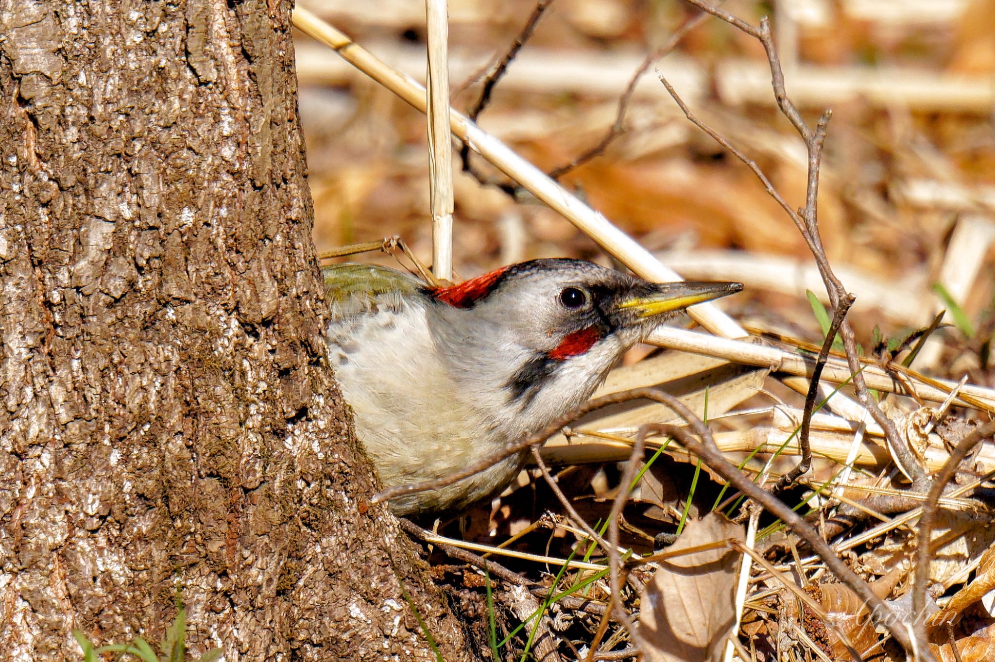 Japanese Green Woodpecker