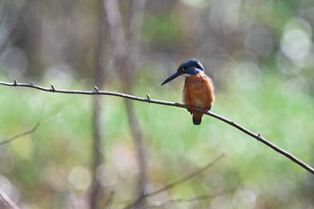 Common Kingfisher Shinjuku Gyoen National Garden Fri, 3/22/2024