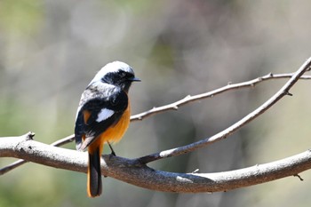 Daurian Redstart Shinjuku Gyoen National Garden Fri, 3/22/2024