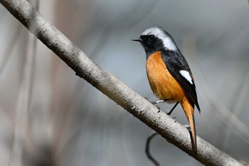 Daurian Redstart Shinjuku Gyoen National Garden Fri, 3/22/2024