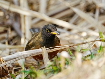 Brown-headed Thrush(orii) 手賀沼遊歩道 Sun, 3/17/2024