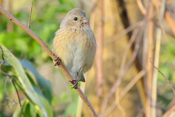 Siberian Long-tailed Rosefinch 祖父江ワイルドネイチャー緑地 Thu, 3/21/2024