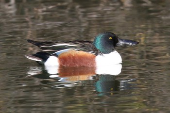 ハシビロガモ 明石公園 2024年2月11日(日)