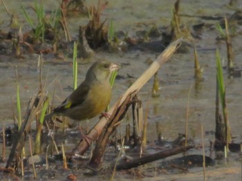 カワラヒワ 水元公園 2024年3月19日(火)