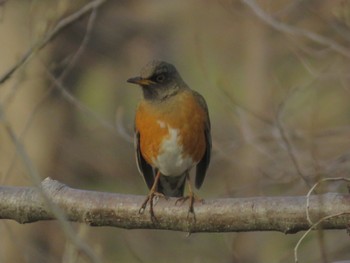 2024年3月19日(火) 水元公園の野鳥観察記録