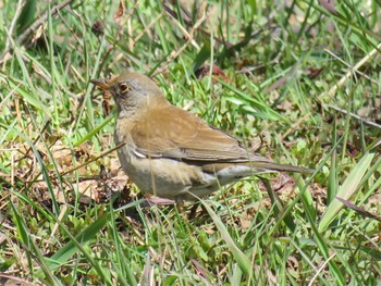 Pale Thrush 狭山丘陵 Thu, 3/21/2024