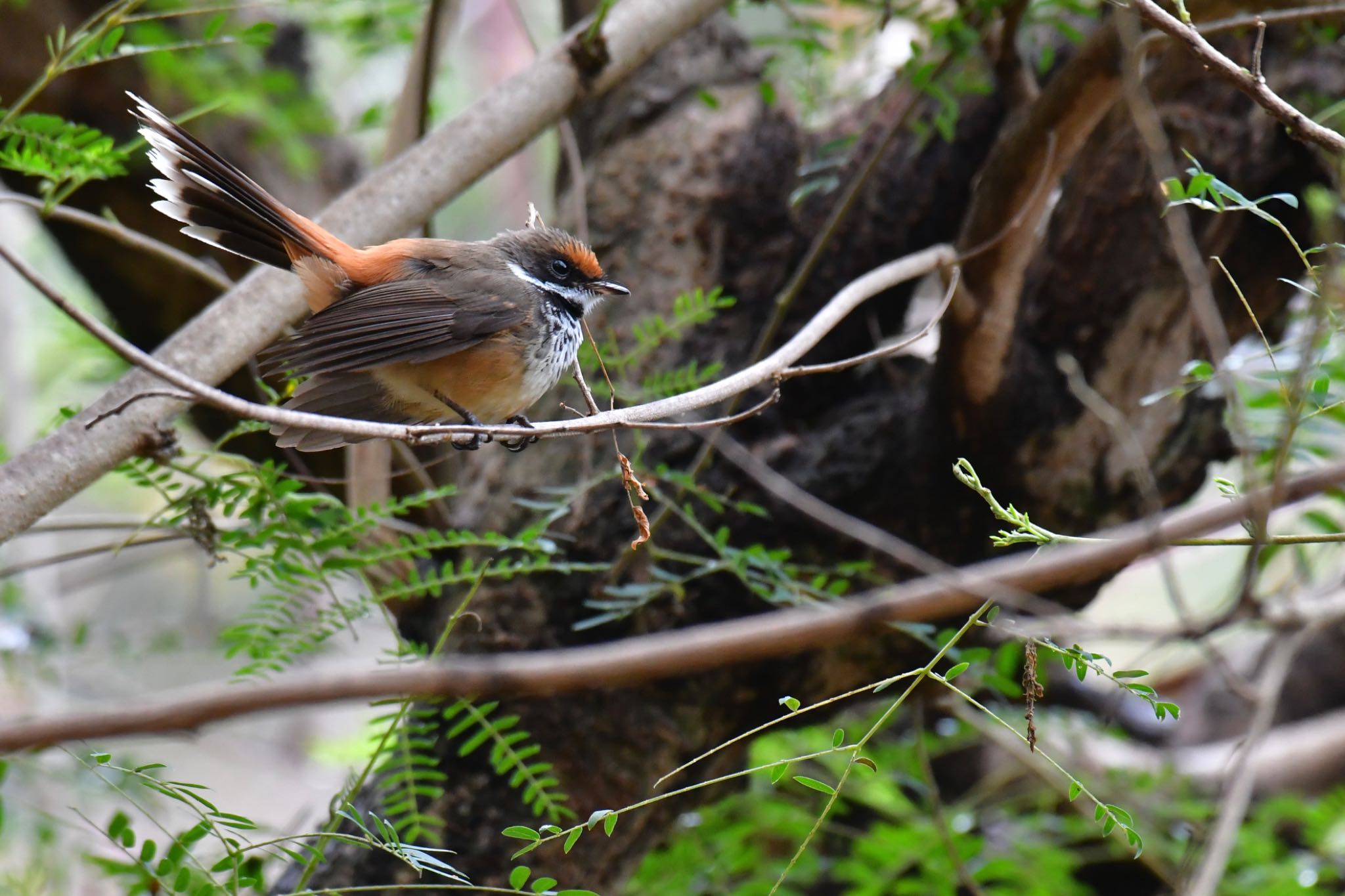 Australian Rufous Fantail