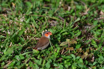 Orange-cheeked Waxbill Saipan Thu, 3/14/2024