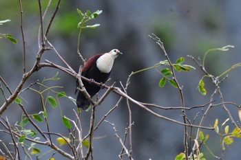 White-throated Ground Dove Saipan Fri, 3/15/2024