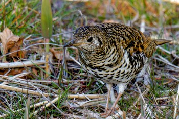 White's Thrush Maioka Park Wed, 3/20/2024