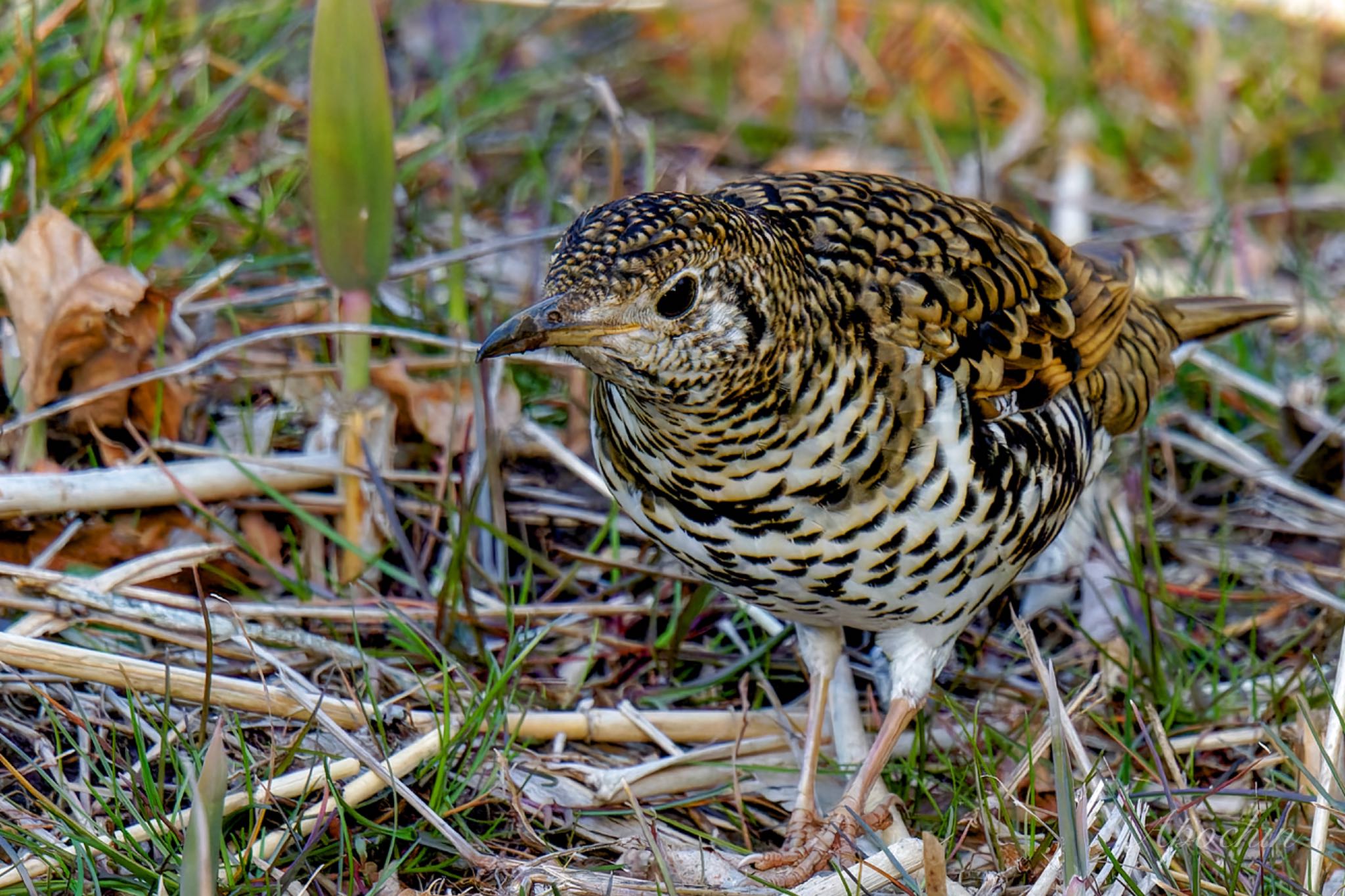 White's Thrush