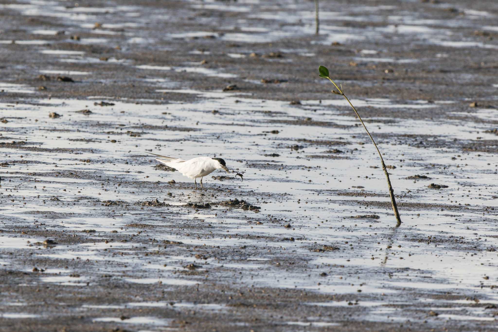 Gull-billed Tern