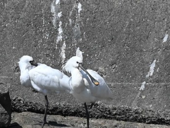 Eurasian Spoonbill 熊本新港 Fri, 3/22/2024