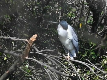 Black-crowned Night Heron 熊本新港 Fri, 3/22/2024