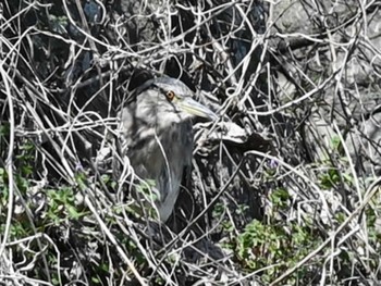 Black-crowned Night Heron 熊本新港 Fri, 3/22/2024