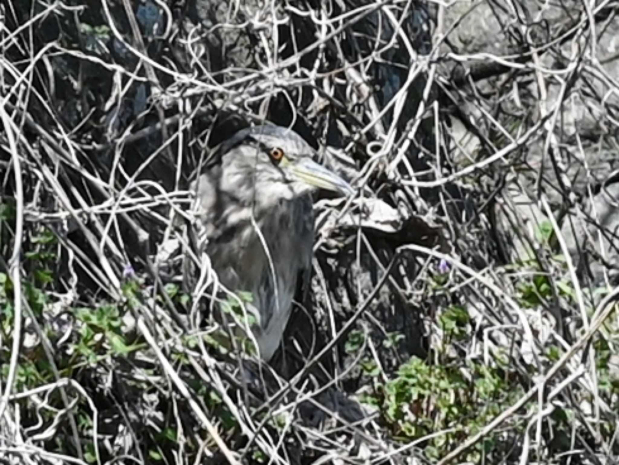 Photo of Black-crowned Night Heron at 熊本新港 by jo6ehm