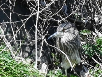 Black-crowned Night Heron 熊本新港 Fri, 3/22/2024