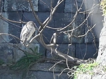 Black-crowned Night Heron 熊本新港 Fri, 3/22/2024