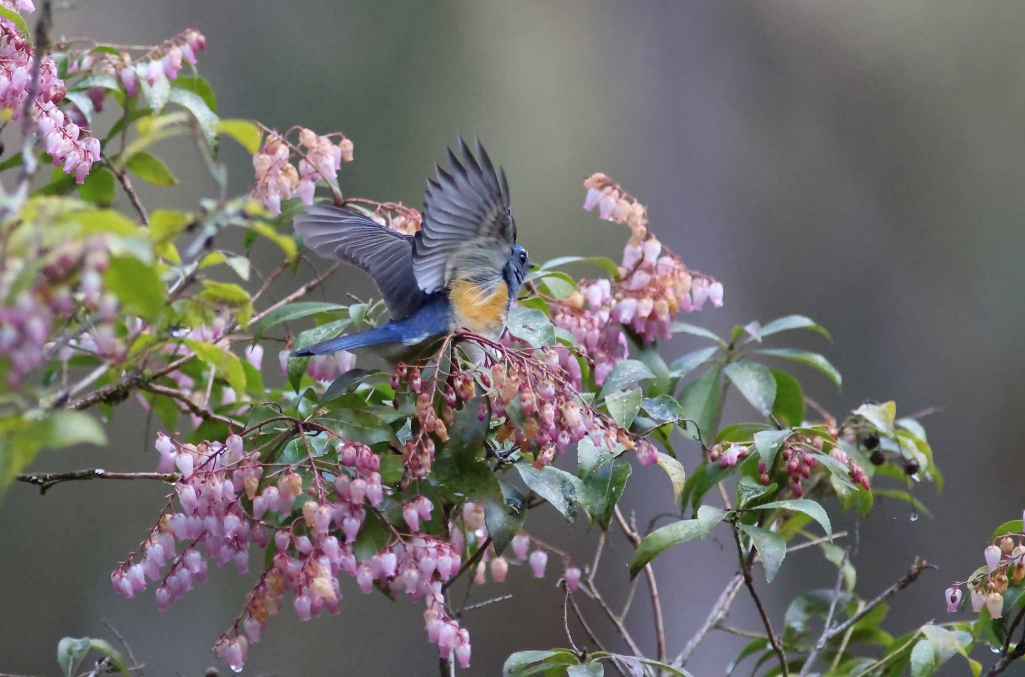 Photo of Red-flanked Bluetail at Arima Fuji Park by アカウント13008