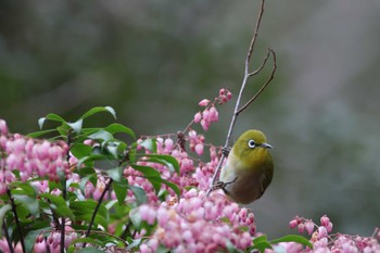 Warbling White-eye Arima Fuji Park Mon, 3/18/2024