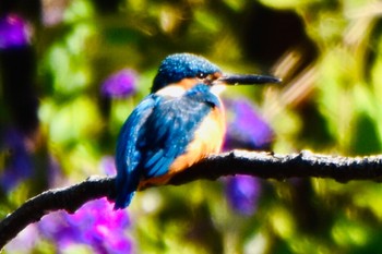 Common Kingfisher 練馬区 Fri, 3/22/2024