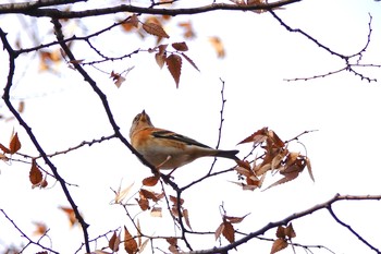 Brambling 八柱霊園 Thu, 12/13/2018