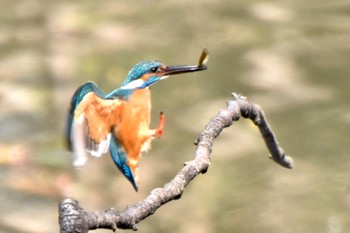 Common Kingfisher 練馬区 Fri, 3/22/2024