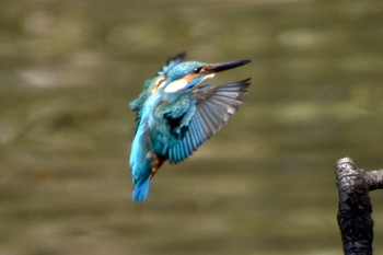 Common Kingfisher 練馬区 Fri, 3/22/2024