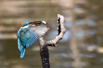 Common Kingfisher 練馬区 Fri, 3/22/2024